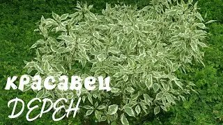 Дерен - отличный вариант для сада минимального ухода!