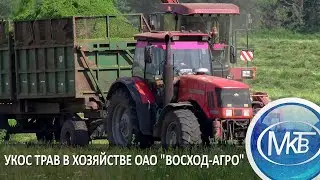 Укос трав в хозяйстве ОАО 