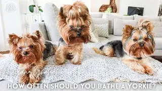 How Often Should You Bathe A Yorkie? | Yorkshire Terrier Dogs 101