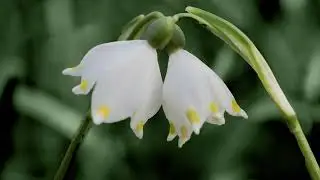 2023: Sehnsucht nach Frühling