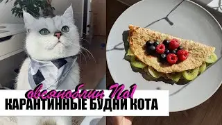 ВЛОГ | САМЫЙ ВКУСНЫЙ  ОВСЯНОБЛИН | БОЛЬШЕ НИКАКИХ ПИОНОВ | ВЫБИРАЮ НОВЫЙ БРА