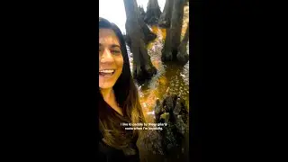 Cypress Tree Fact!
