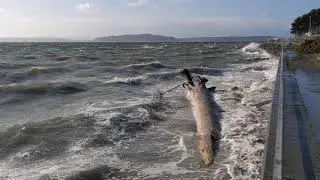Tree tumbling in the waves at Constellation Park