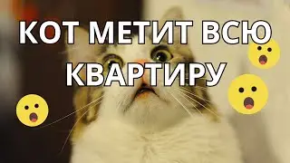 КОТ МЕТИТ - консультация на выезде