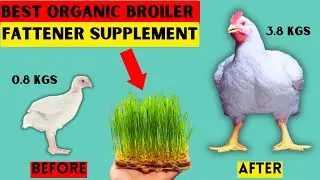 HOW TO GROW BROILER CHICKEN FASTER AT HOME | BOOST WEIGHT GAIN BY 17% AND CUT PRODUCTION COST BY 10%
