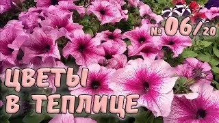 Петунии, гацании, лобелии и бегонии в теплице. Обзор цветов в конце апреля