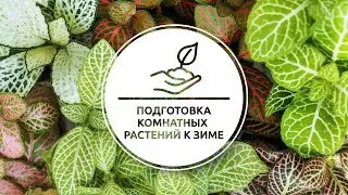 КАК ПОДГОТОВИТЬ КОМНАТНЫЕ РАСТЕНИЯ К ЗИМЕ
