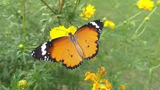 Beautiful Butterfly #nature #butterfly