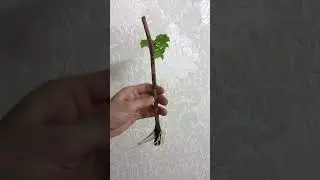 Делаем саженцы винограда с черенков