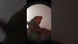 Pedro Pedro parrot video #birds #parrot #parrotspeak #cute #comedy #shortsfeed #shorts