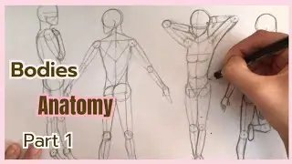 How to draw anatomy bodies with shape ✍