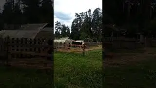 Корова обедает