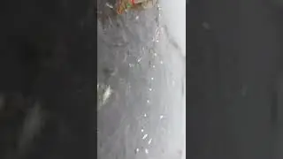 Рыбалка на поплавок 2022😉не |Float fishing_strong fish_मजबूत मछली 2022 钓鱼，别忘了订阅.(2)(3)