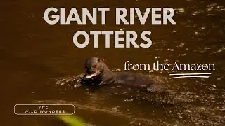 Giant River Otters in the wild