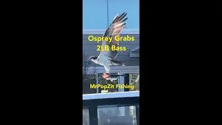 Osprey grabs 2LB Bass.