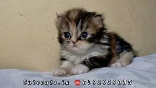 Show Quality Persian Cat's At Cutecats Cattery
