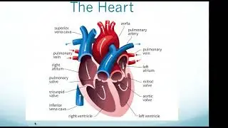 HESI A2 Exam: Cardiovascular System
