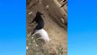 Funny Dog mating with Pig at Farm