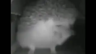 Hitler hedgehog