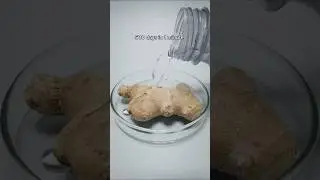 500 Days in 1 minute. Ginger, Kiwi and Carrot