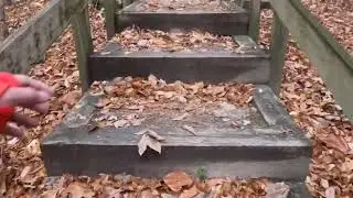 Walk with me 🍁🍁🍁🐿️