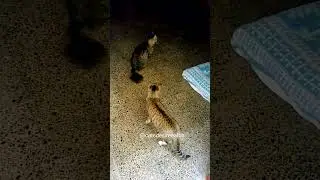 video for cats | tv for cats | games for cats | videos for cats | videos for cats to watch