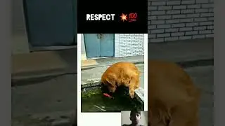 Respect Cute Dog 🔥💯 #respect #shorts #respectmoments #respectanimal #respectshorts #respecteveryone