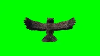 Harry Potter Owl in fly V - green screen - free use
