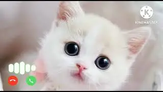 Cute sms message Ringtone | Message Tone | Cute sms Ringtone | Love ringtone | notification tone