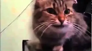 ПРИКОЛ Любопытный кот!!