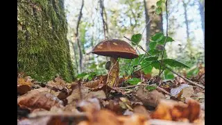 Осенние прогулки по лесу.