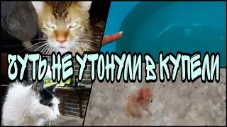 Бедные коты: ВСЮ НОЧЬ на задних лапах ПО ГОРЛО в воде.