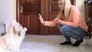 Дрессировка ши тцу | Команда 