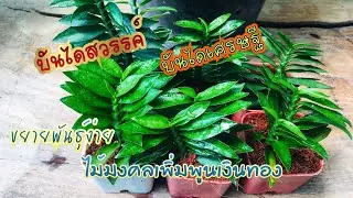 ต้นบันไดเศรษฐี ต้นบันไดสวรรค์ ว่านตีนตะขาบ ปักชำง่าย ไม้มงคลปลูกเรียกทรัพย์ เพิ่มพูนเงินทอง สมุนไพร