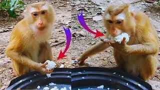 Poor monkey Lila is so skinny She can not find food on her own because she is blind