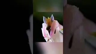 Орхидейный богомол 🌺 #animals #nature #wildlife #богомол #насекомые