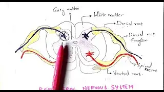 Peripheral nervous system | PNS | Autonomous nervous system | Bio science