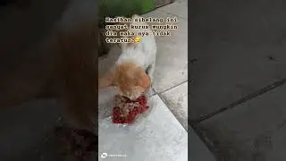 Kalau kucing mendekati mu berilah dia makan