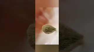 macro photography with mobile 