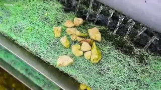Modern Koi Blog 