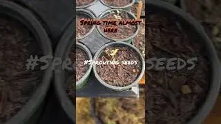 SPROUTING SEEDS FOR SPRING #gardening