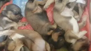 perritos después de comer 😴 durmiendo