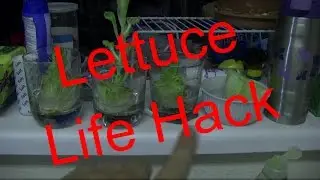 ROMAINE LETTUCE GROWING LIFE HACK