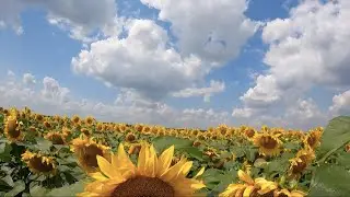 Обзор Подсолнуха Еліта Селект ЕС Альфа