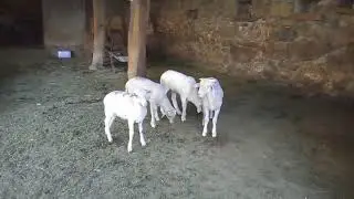 Kuzu, koyun sesi ve görüntüsü