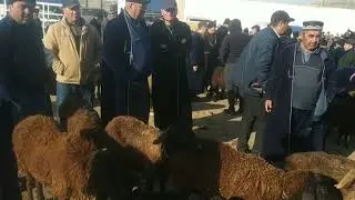 Dehqonobod mol bozori гумбулок мол бозори нархлари