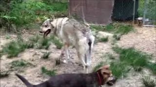 puppy vs wolf