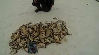Ловля подлещика на Иваньковском водохранилище. Ловля на черта