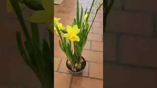 Нарцисс. Гомологичные органы.