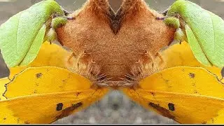 Mating Trabala Vishnou Moth @Firsttimebyncn
